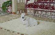 Jack Russel Terrier - Sofie